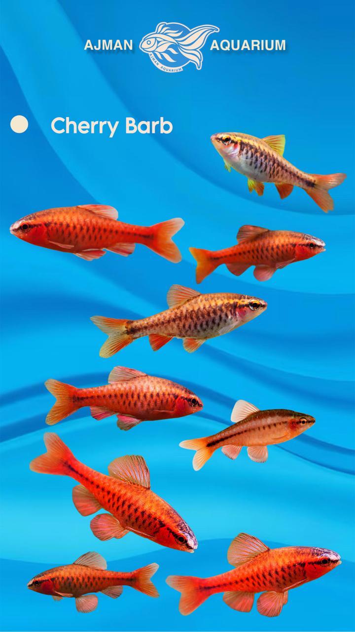 cherry barb - L
