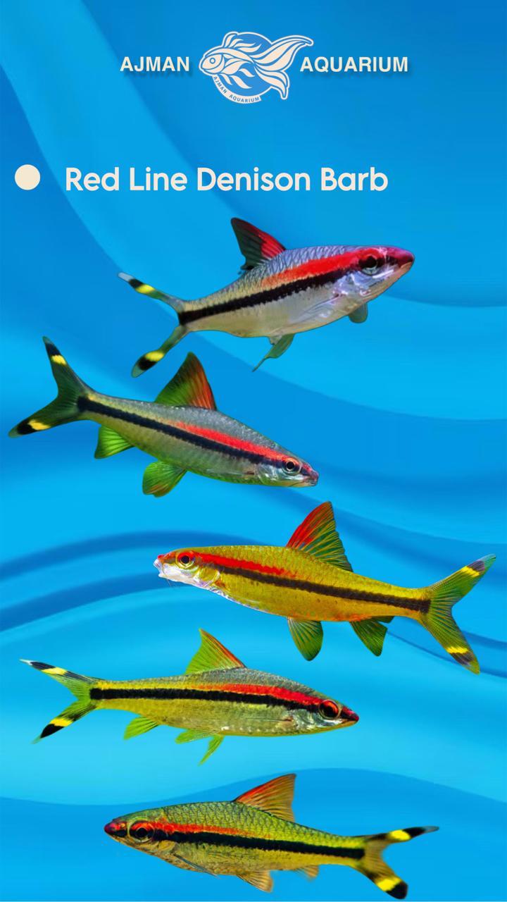 red line dension barb - 7 cm