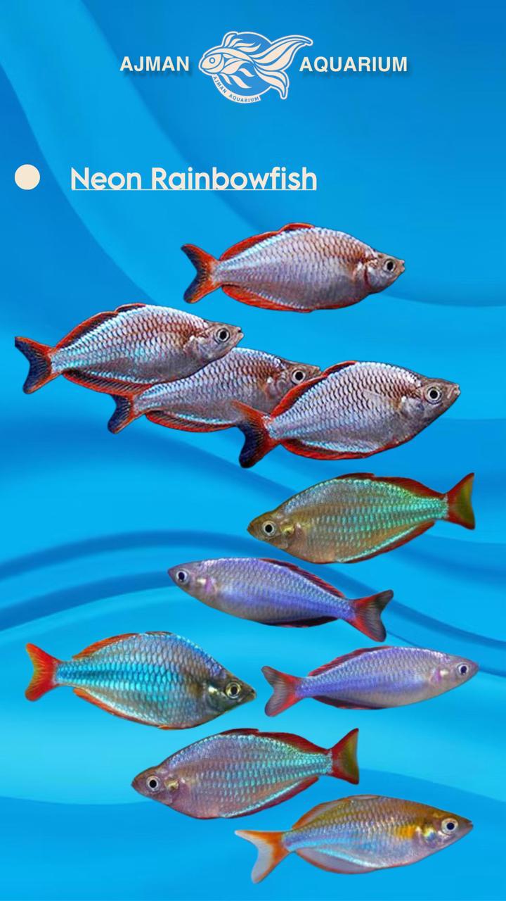 سمكة قوس قزح نيون - L