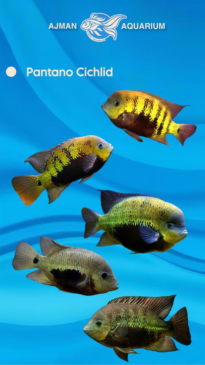 pantano cichlid - 10 cm