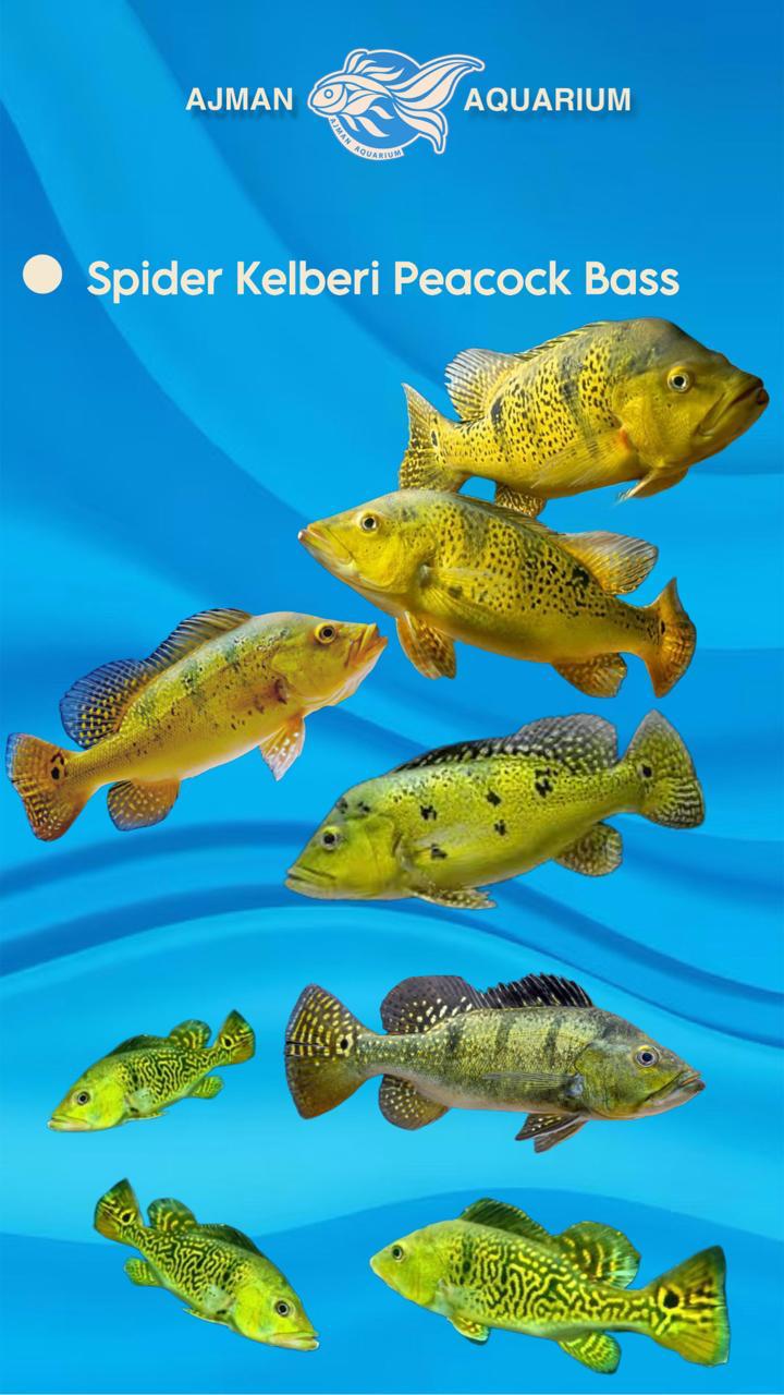 spider kelberi peacock bass - 7 inch