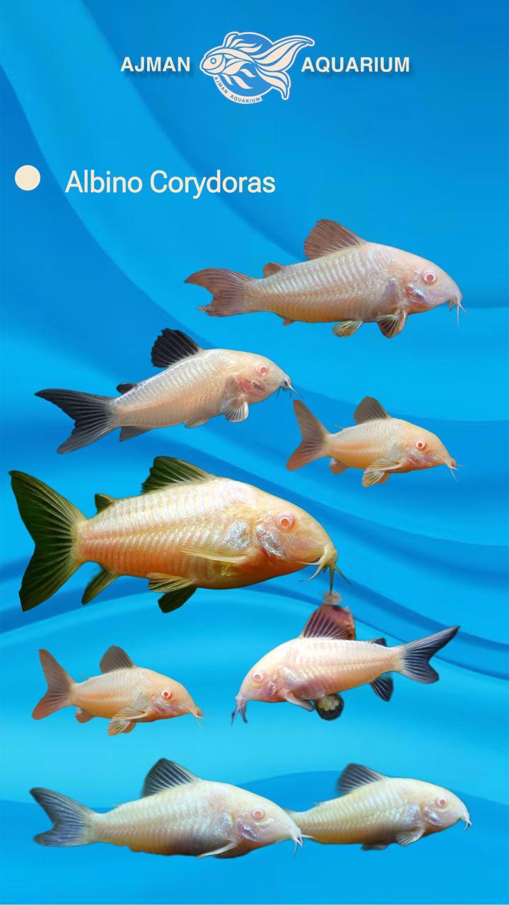 سمكة الكوريدورا المهقاء - 3 سم