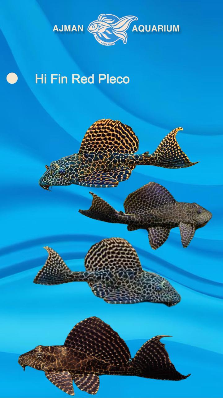 hi fin red pleco (spotted sucker) - 3 inch