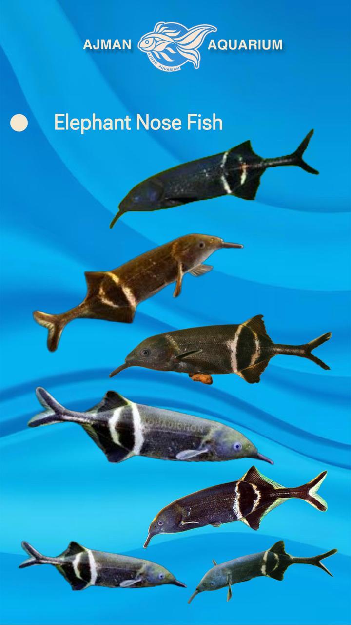 elephant nose - 12 cm