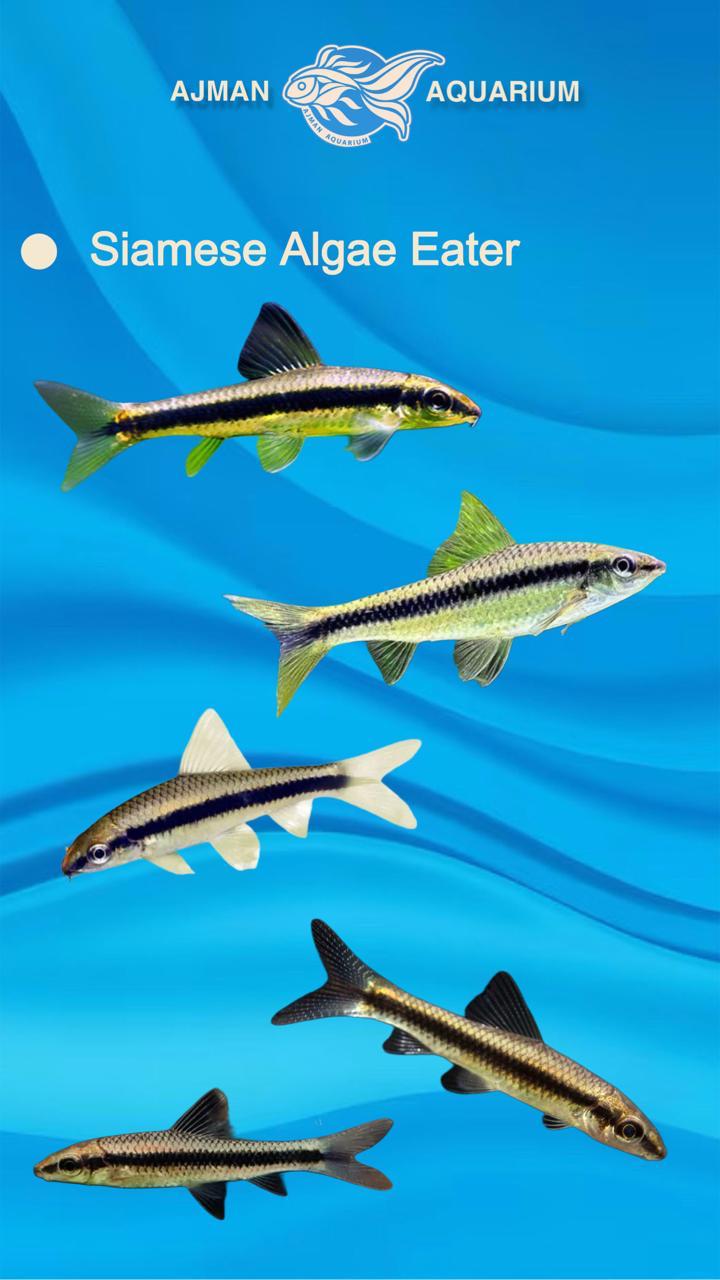 siamese algae eater fish - ML