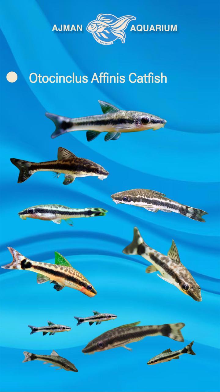 otocinclus affinis cat fish - 2 to 3 cm