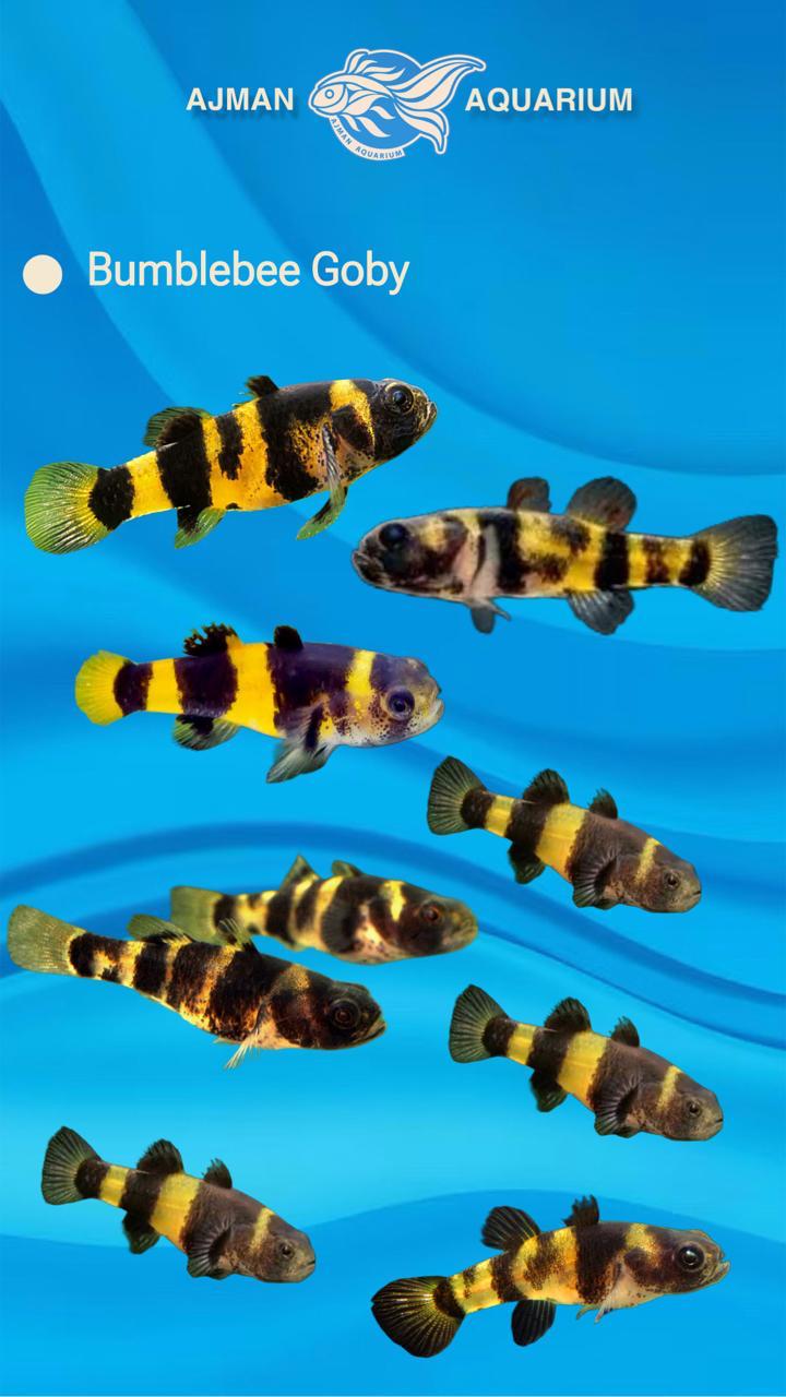 bumble bee goby - XL