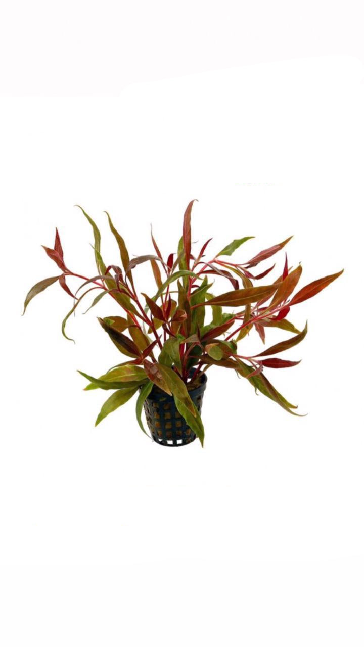 alternathera reineckii - potted plant