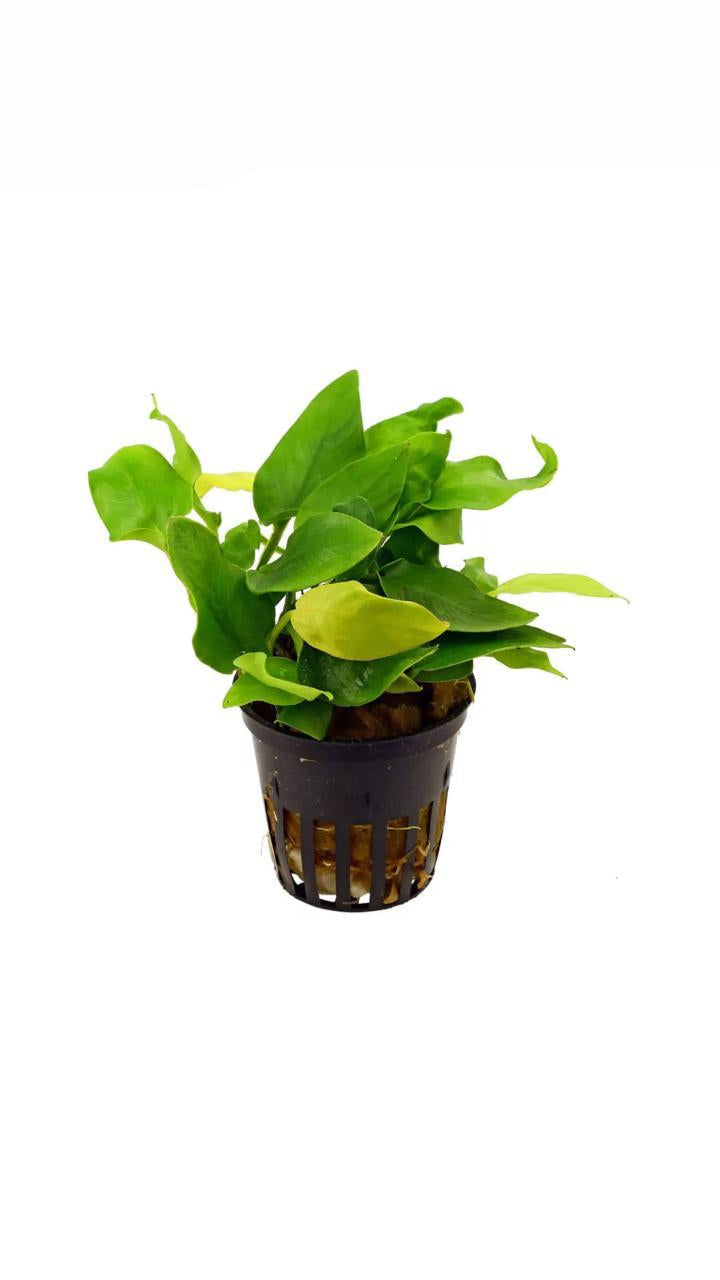 anubias nana gold - potted plant