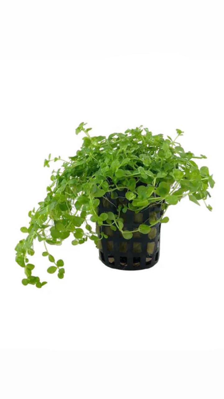 hemianthus sp 'monte carlo' - potted plant