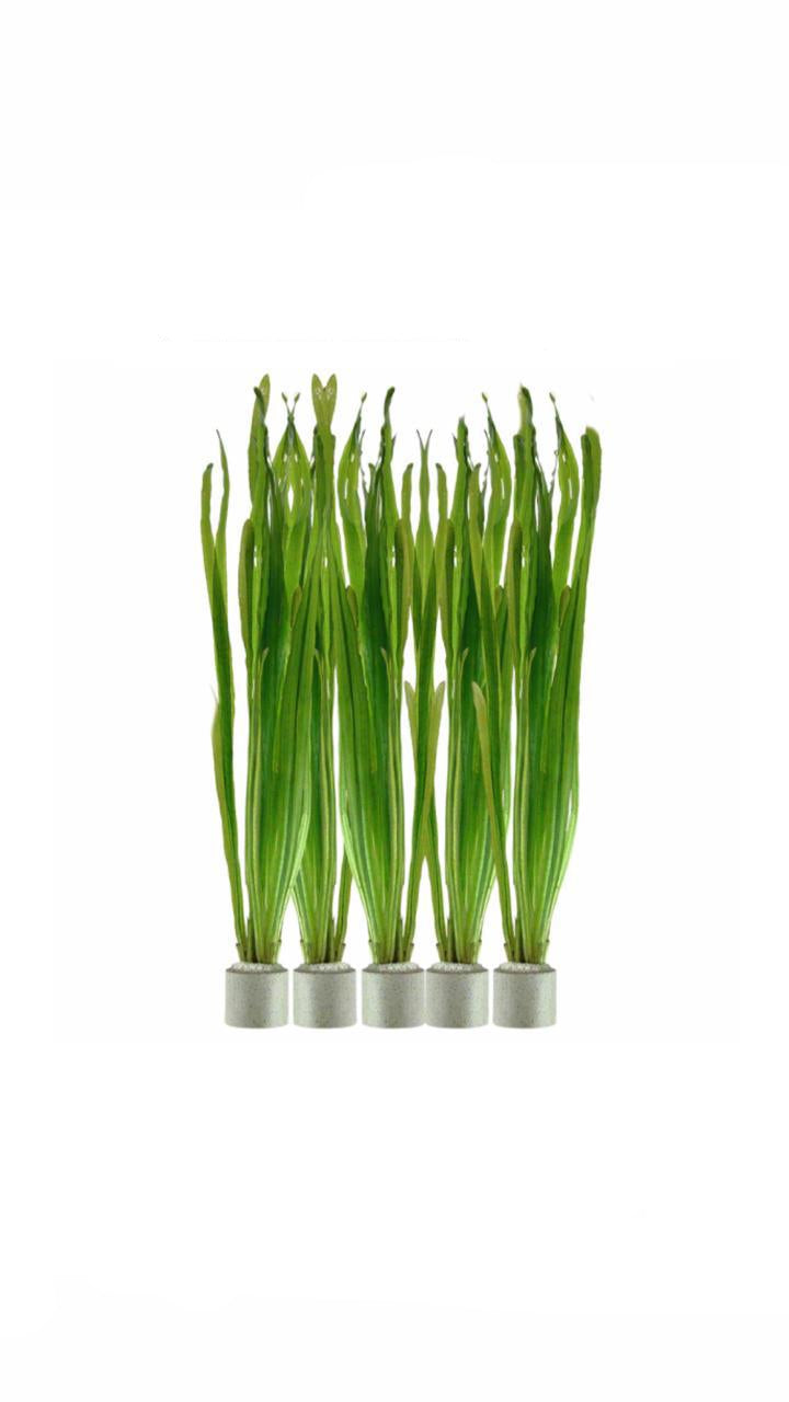 vallisneria americana natans - potted plant