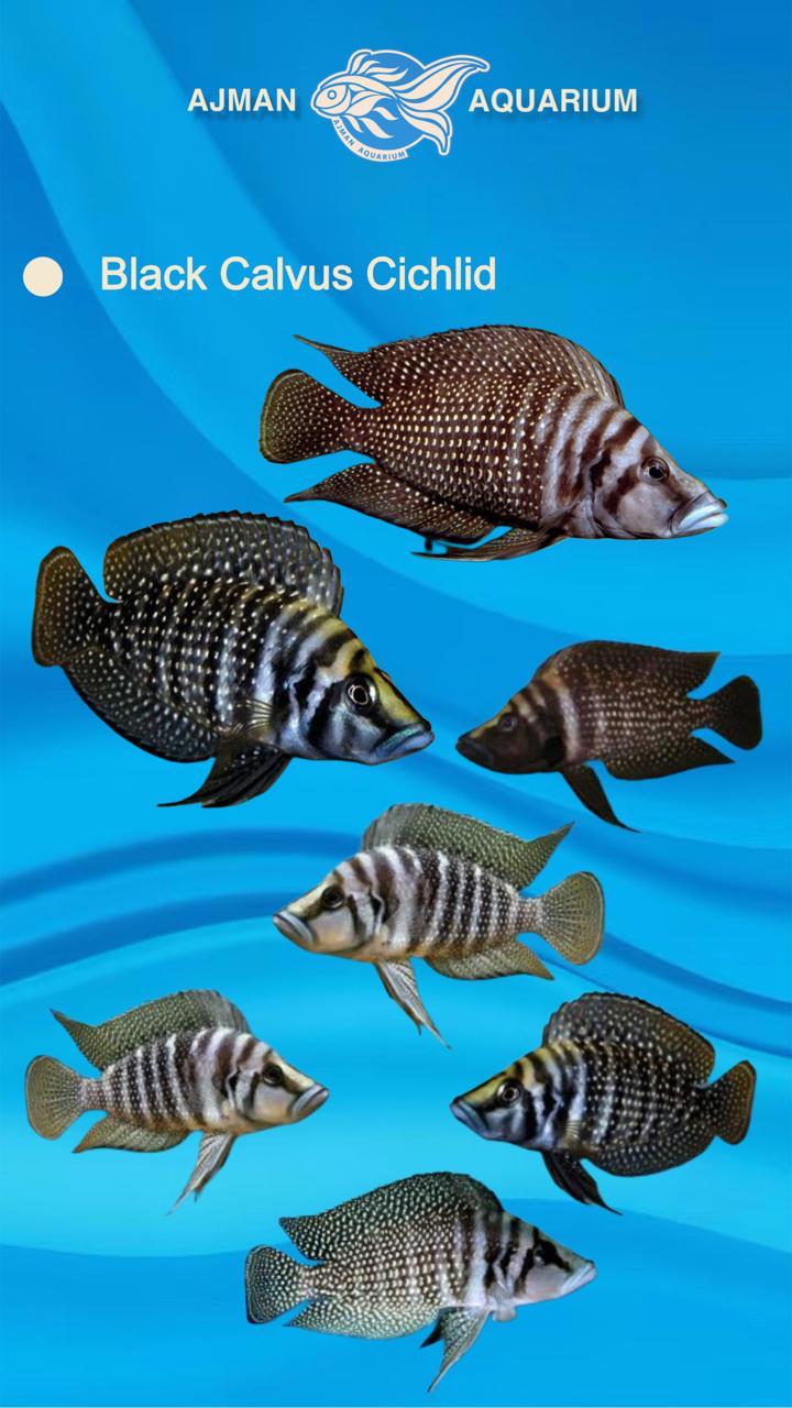 black calvus cichlid - 6 cm