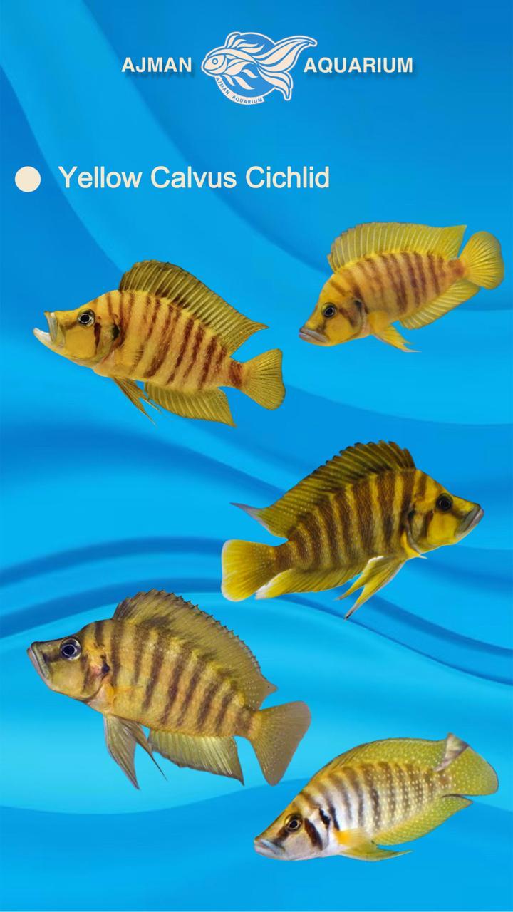 yellow calvus cichlid - 6 cm