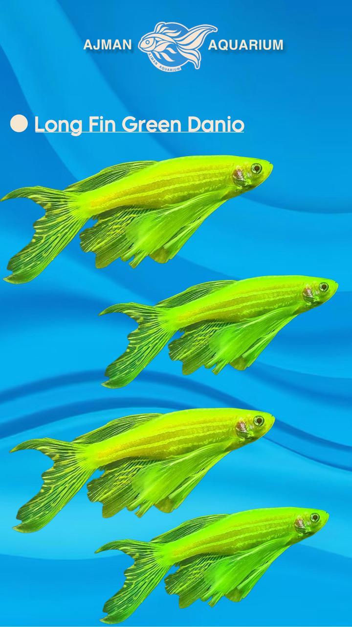 long fin green danio - XL