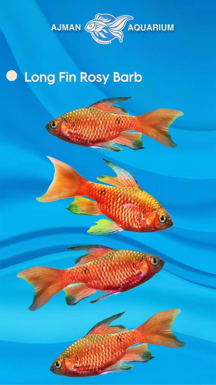 long fin rosy barb - XL