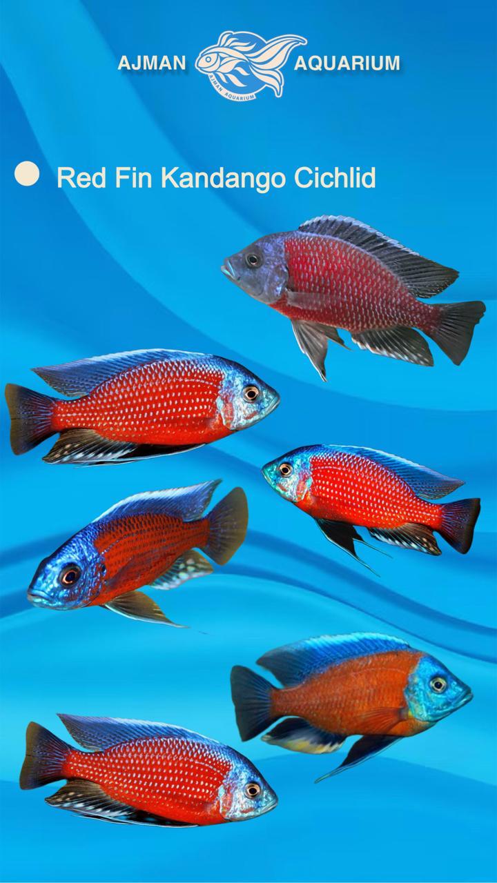 red fin kadngo cichlid - 4 inch