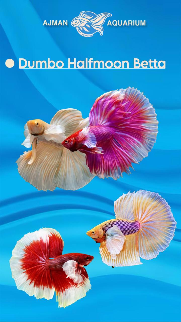 male dumbo half moon betta - regular size