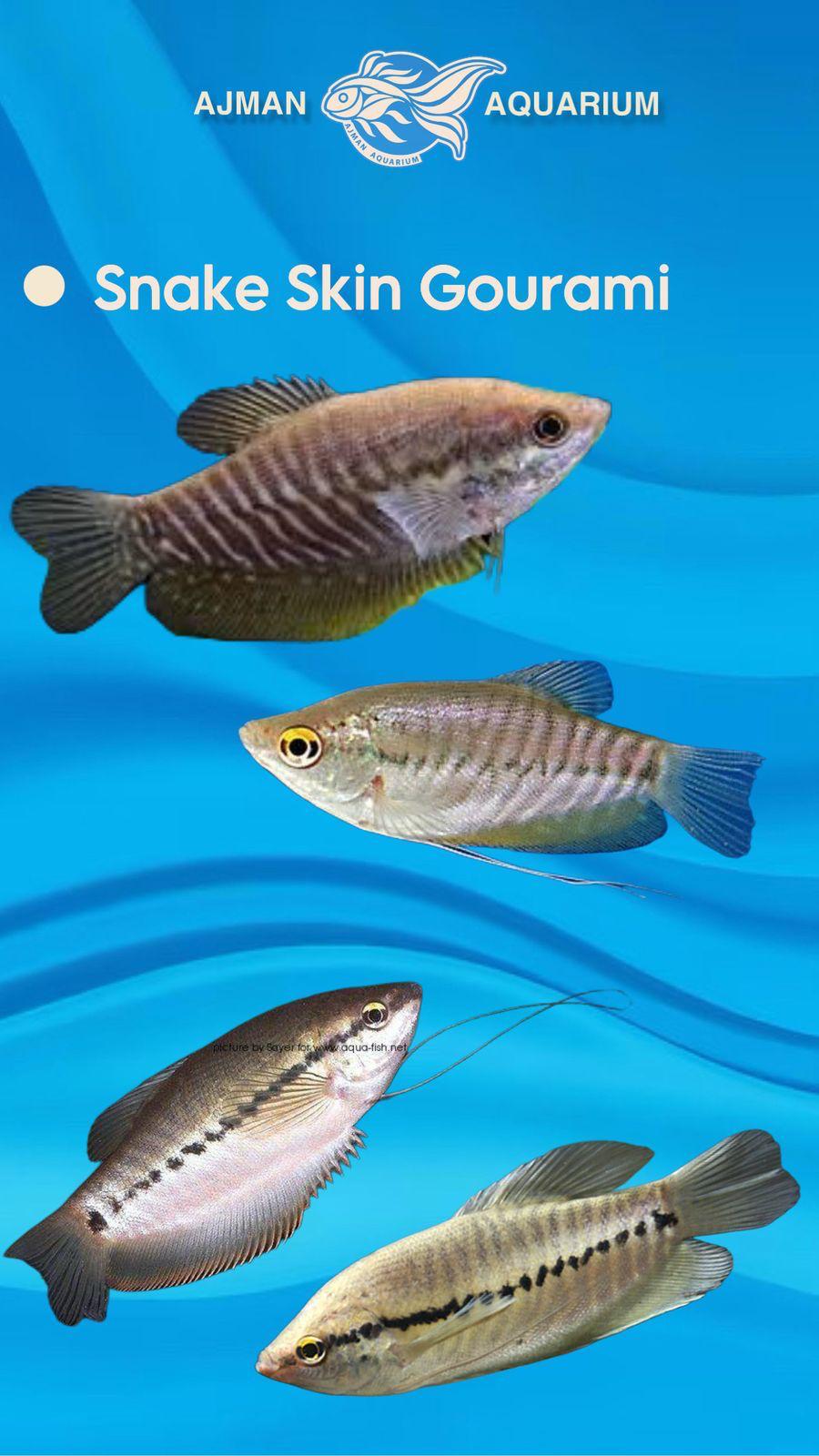 سمكة جورامي من جلد الثعبان - 8 سم