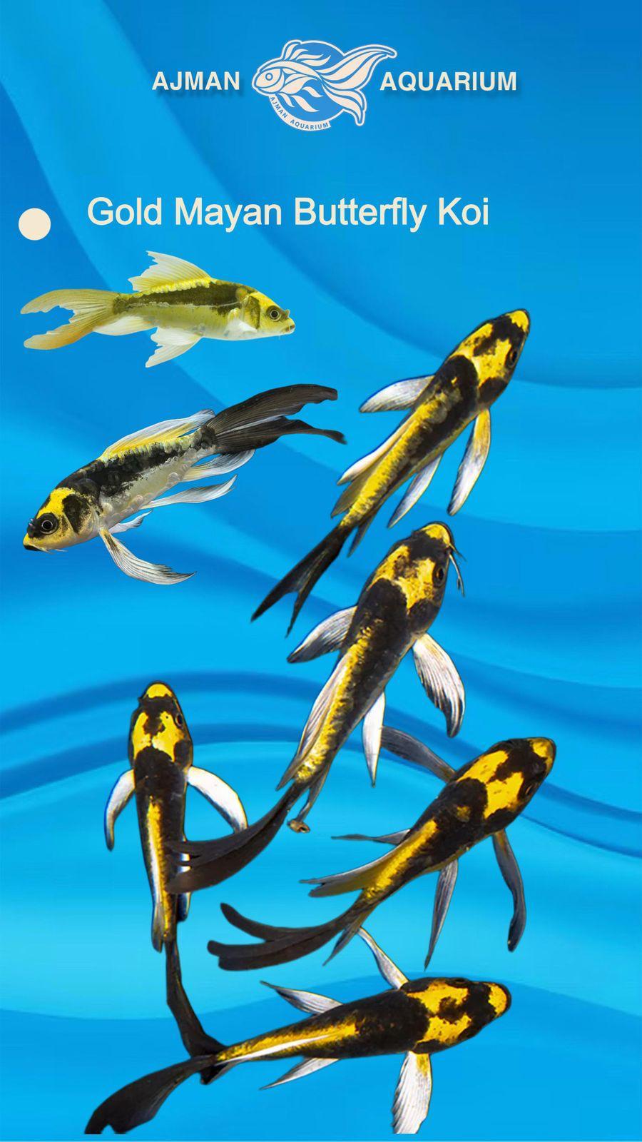 golden maya butterfly koi - 4  inch