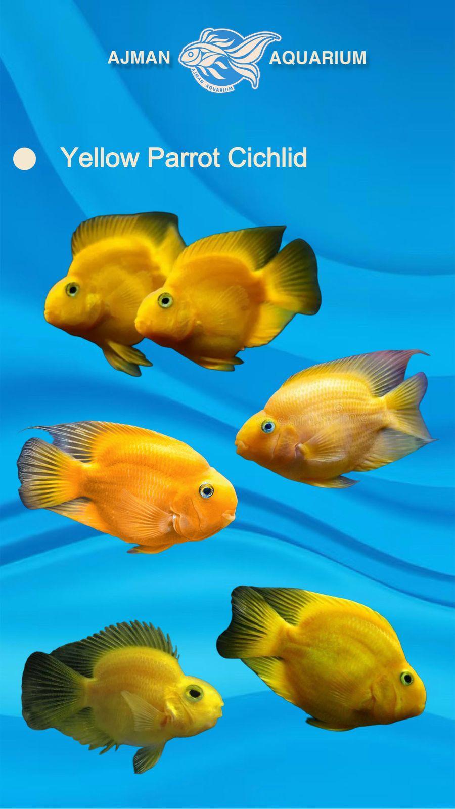 Yellow parrot - 3 inch