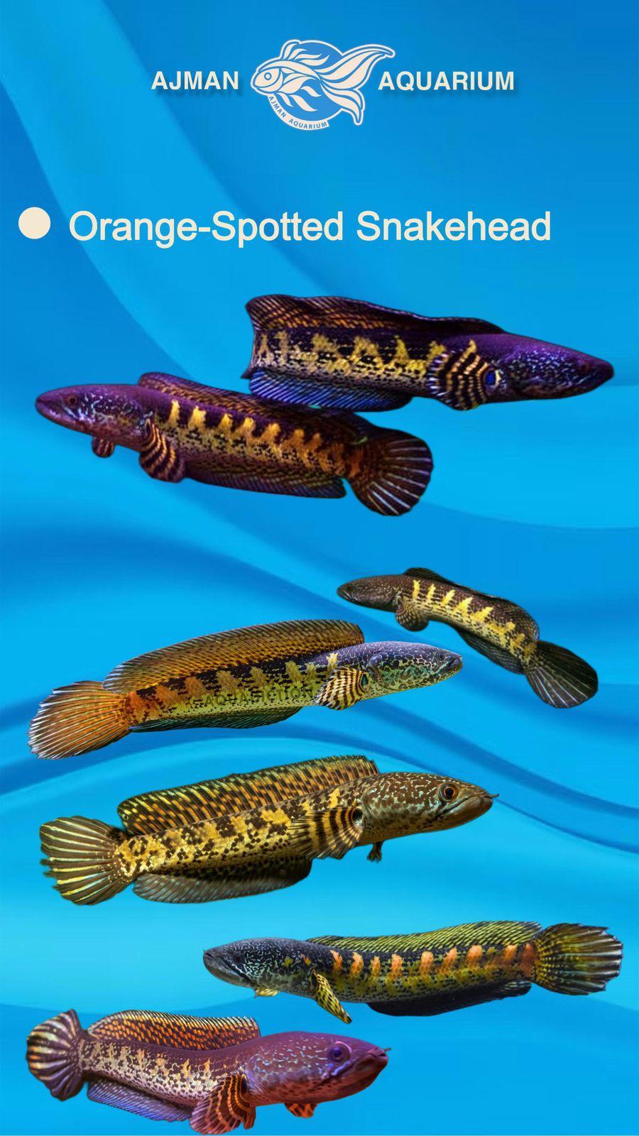 orange spotted snake head