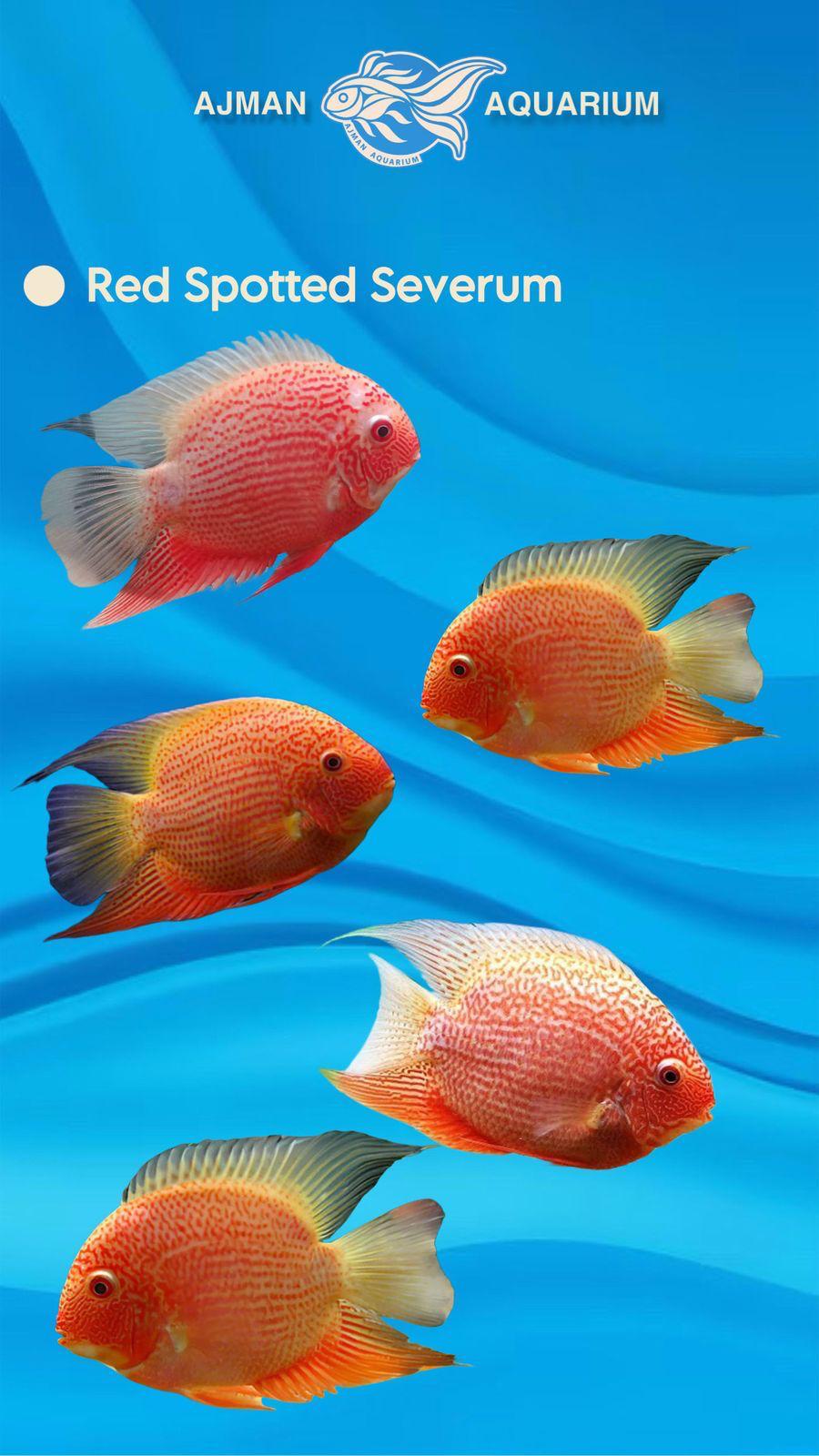 red spotted severum - 12 cm
