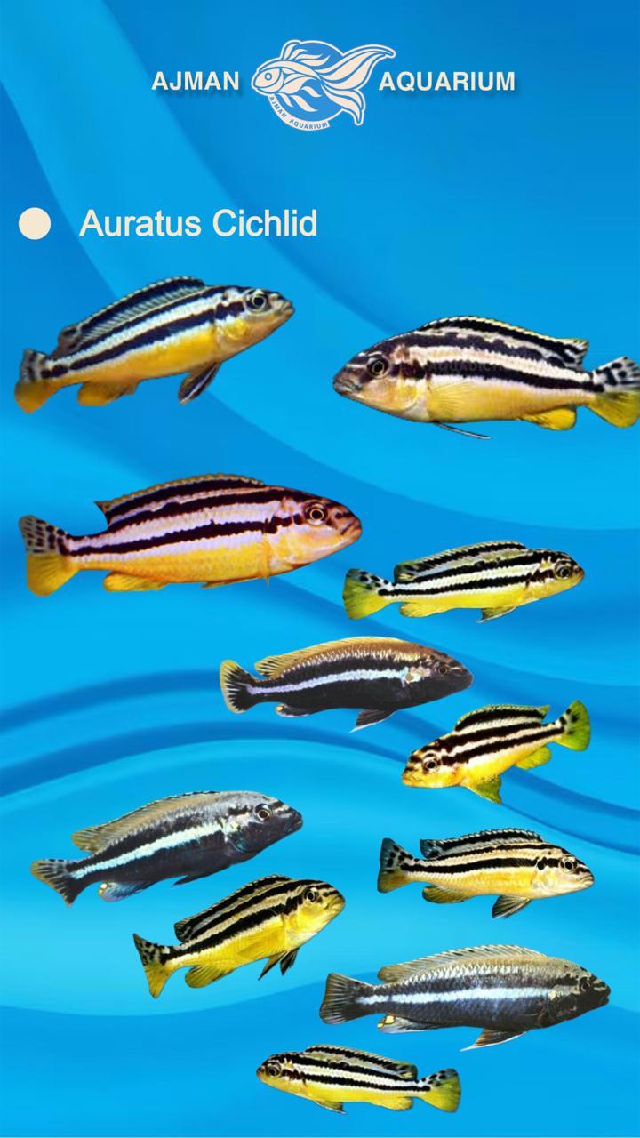 auratus cichlid - 1.5 inch