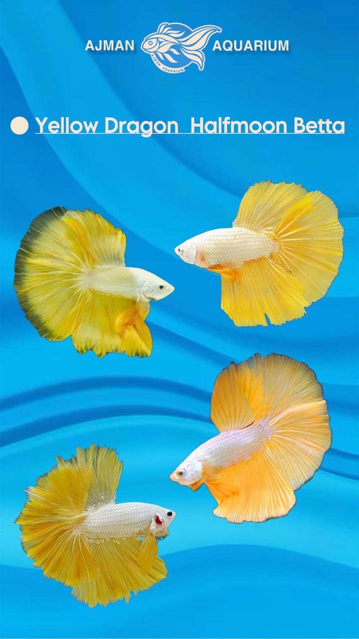 سمكة بيتا نصف القمر التنين الأصفر - XL