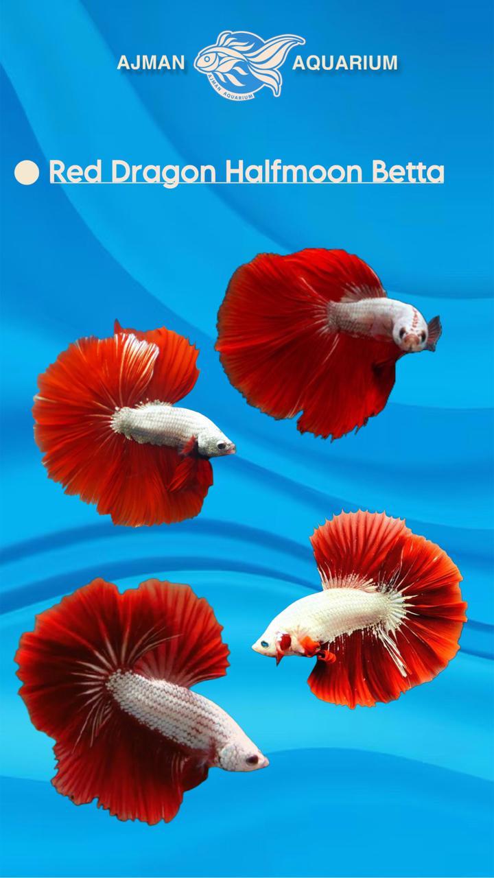 سمكة بيتا نصف القمر الحمراء - XL