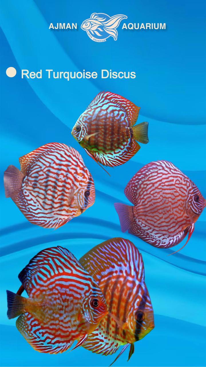 red turquoise discus - 3 inch
