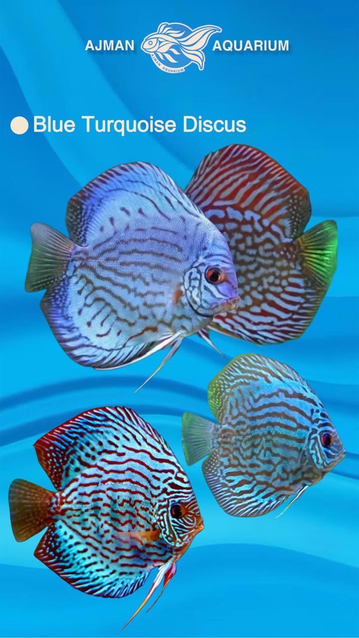 blue turquoise discus - 2.5 inch