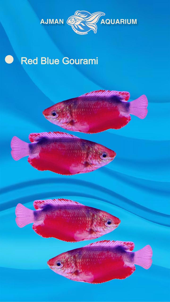 red blue gourami - 2 inch