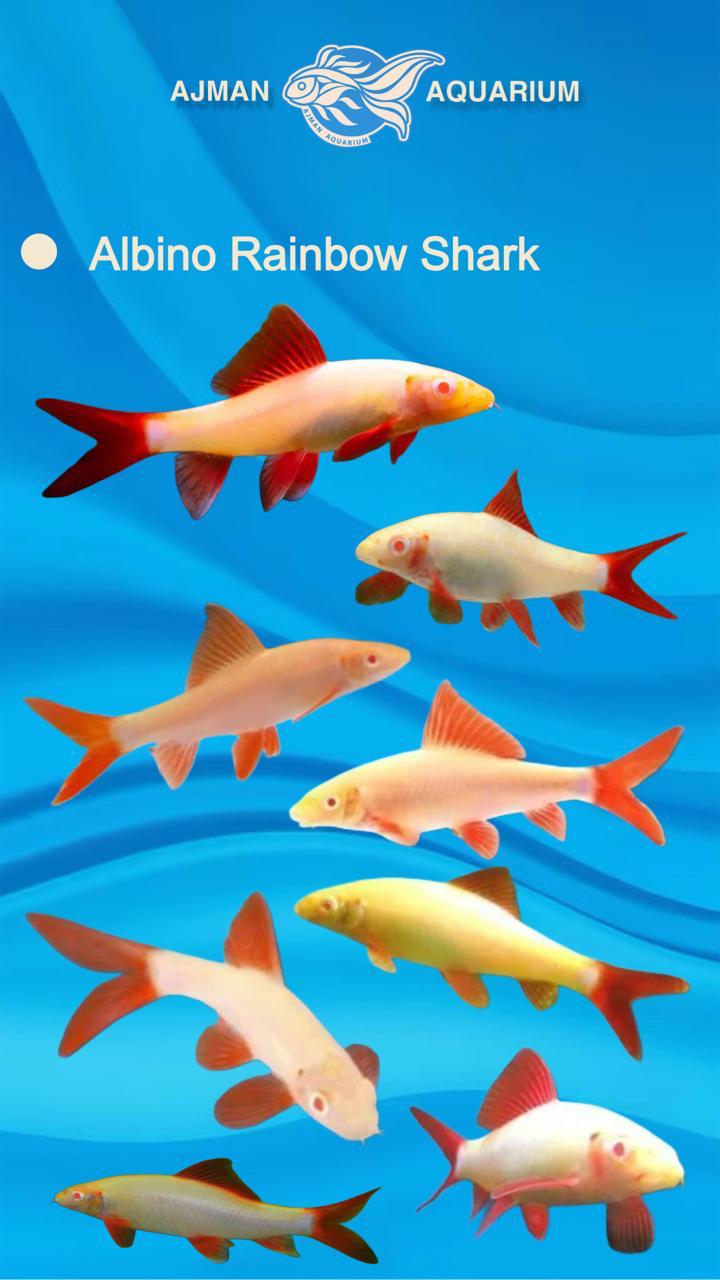 albino rainbow shark - 3 inch
