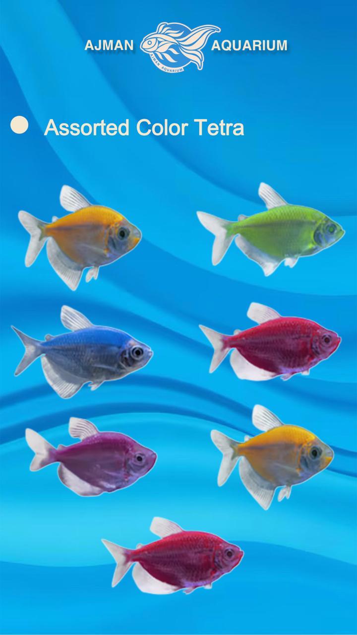 assorted color tetra - XL