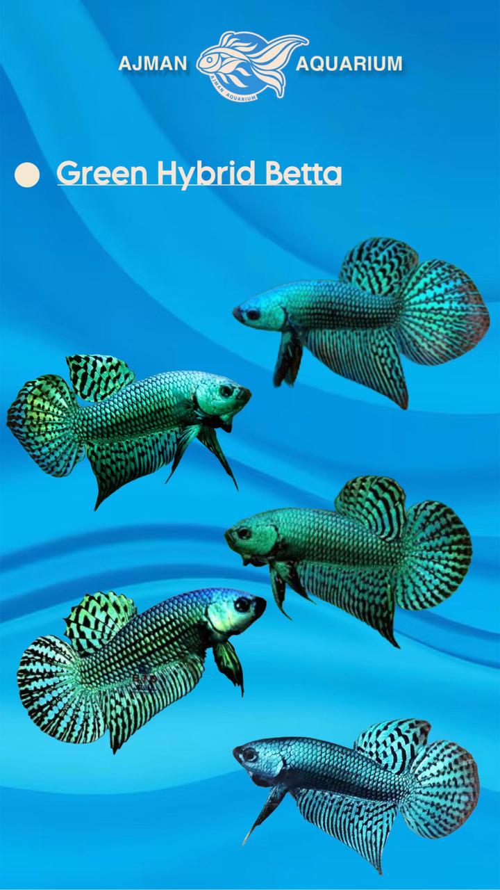male green hybrid betta - regular size