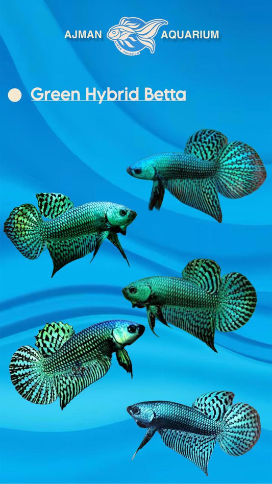 Male Hybrid Bettas