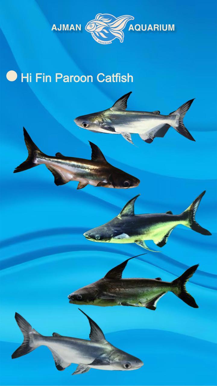 hi fin paroon cat fish - 2.5 inch