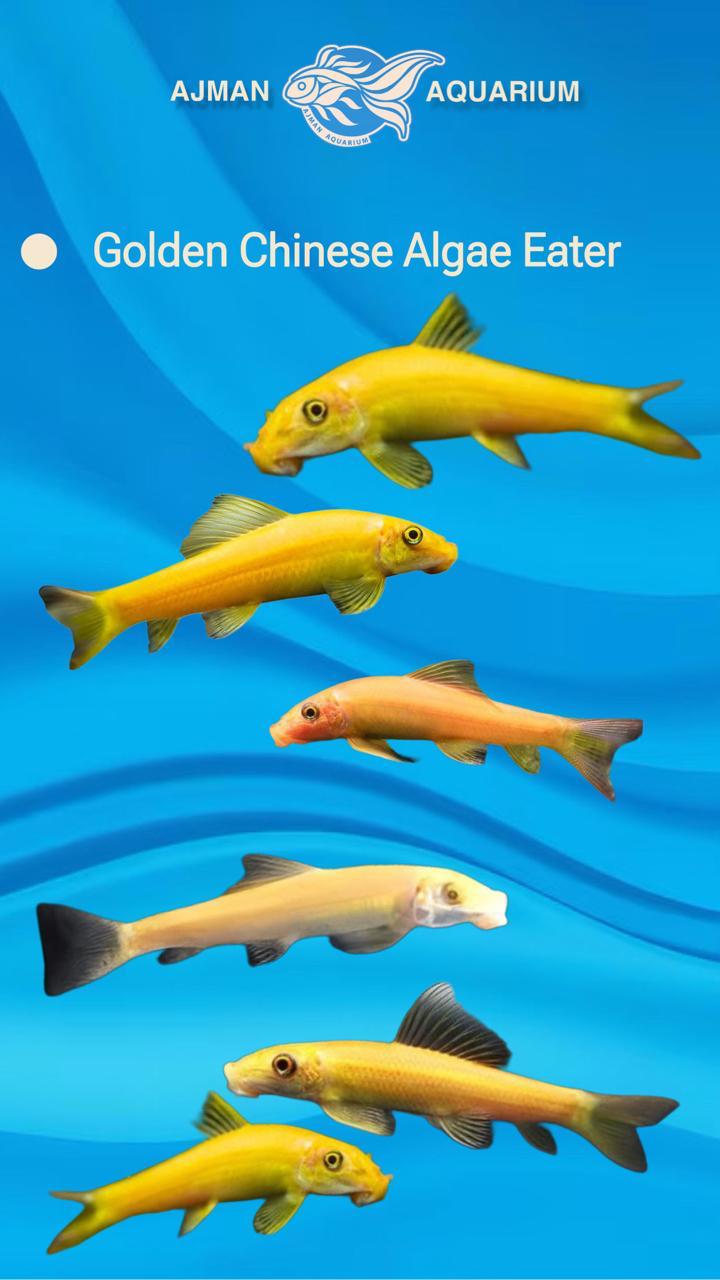 golden Chinese algae eater - 3 inch