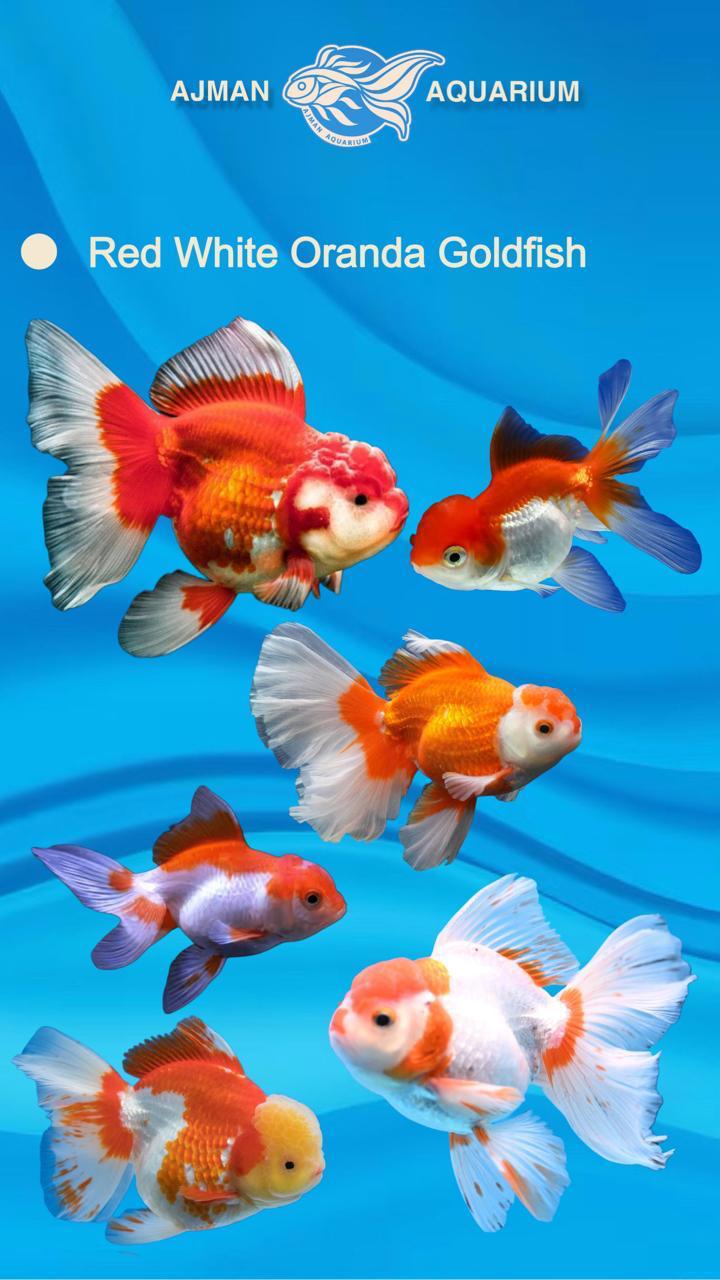 red and white oranda gold fish