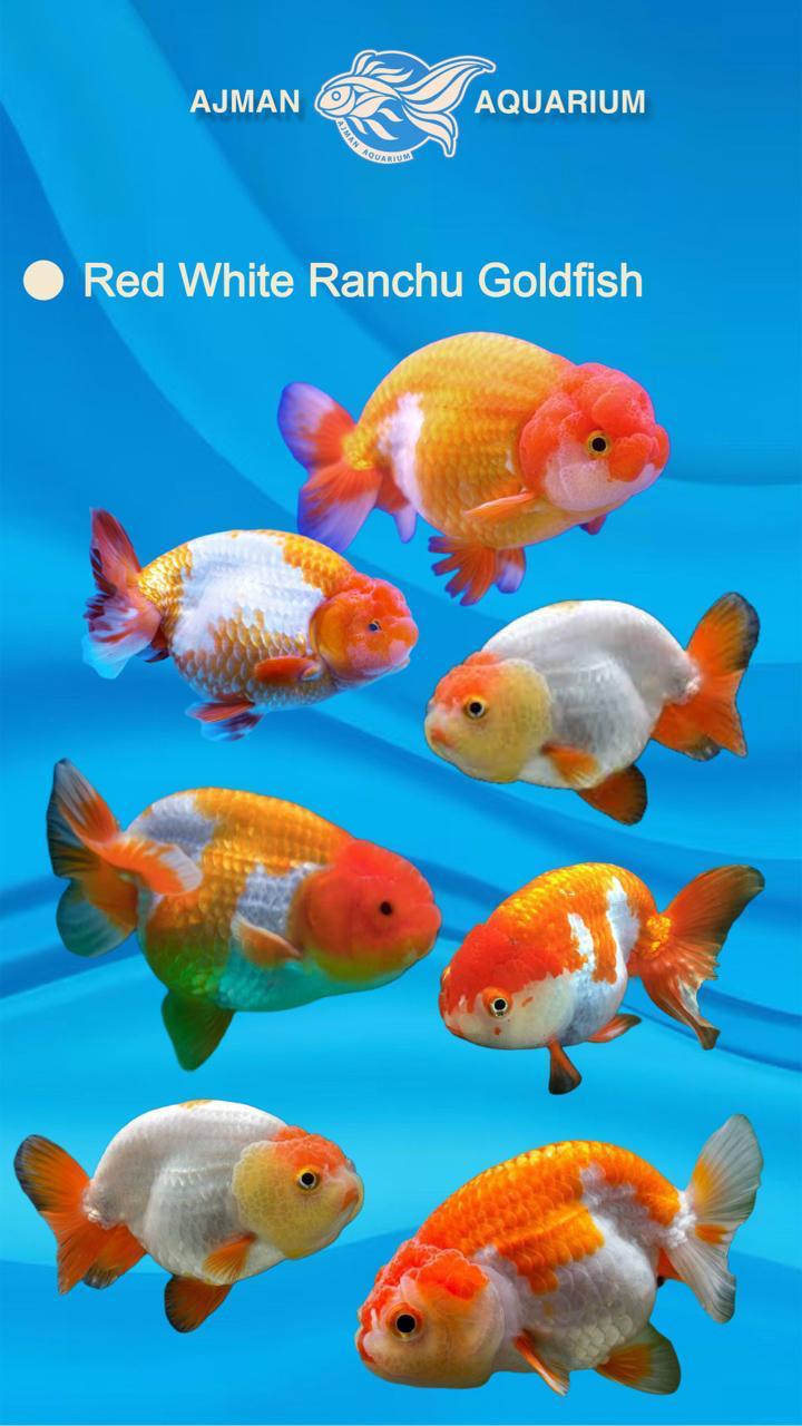 سمكة رانشو الذهبية الحمراء والبيضاء