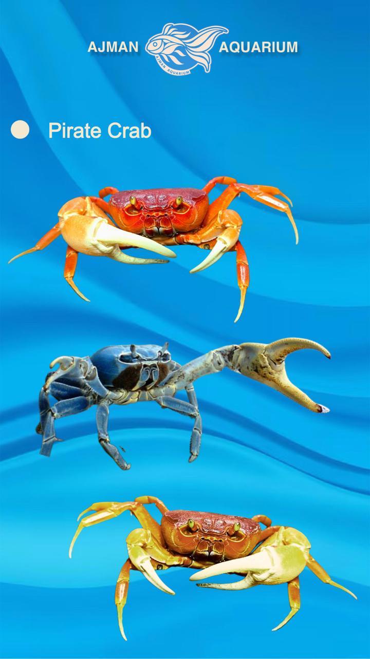 pirate crab - ml