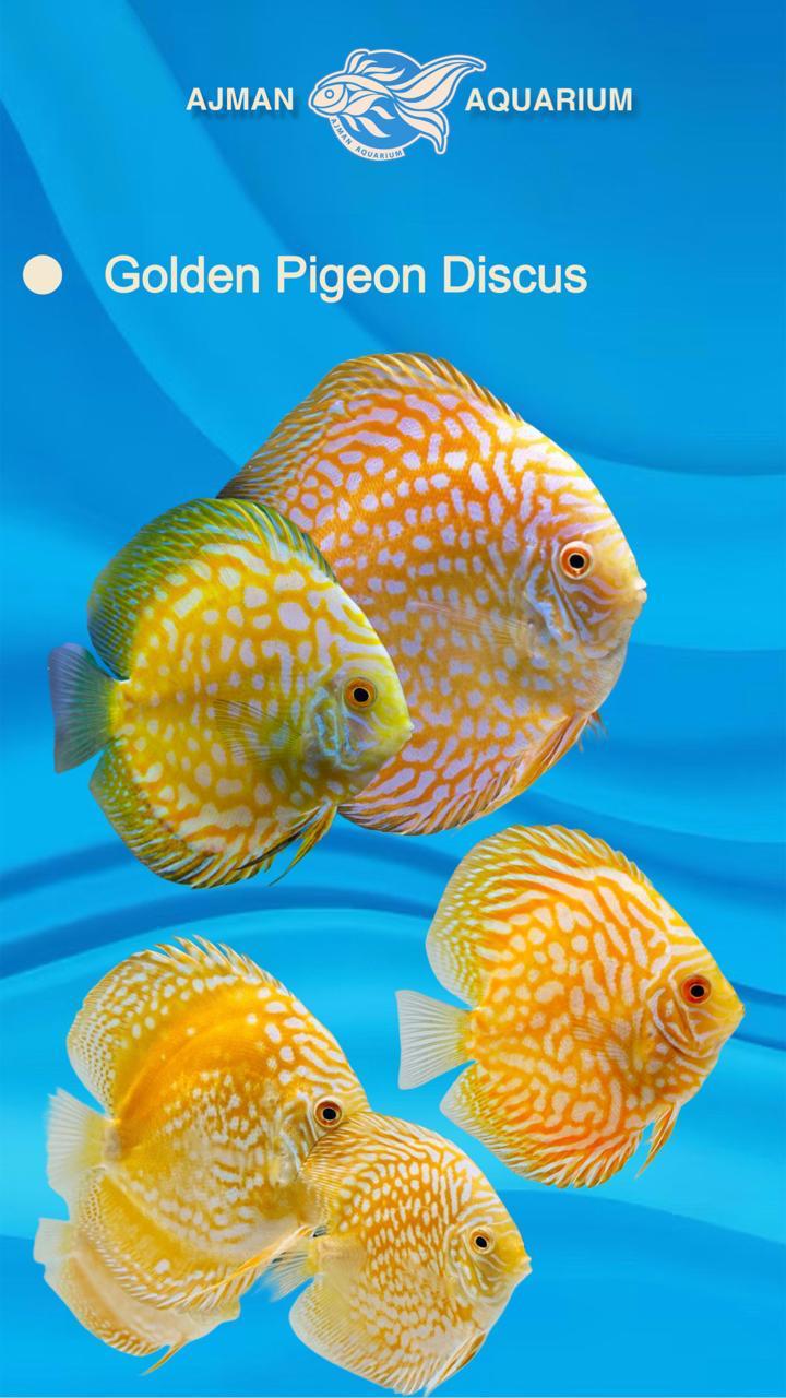 golden pigeon discus