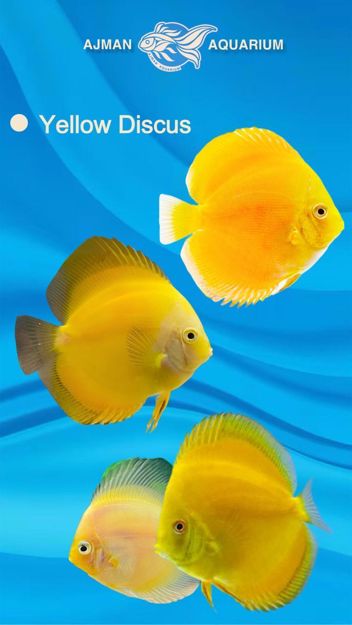 yellow discus