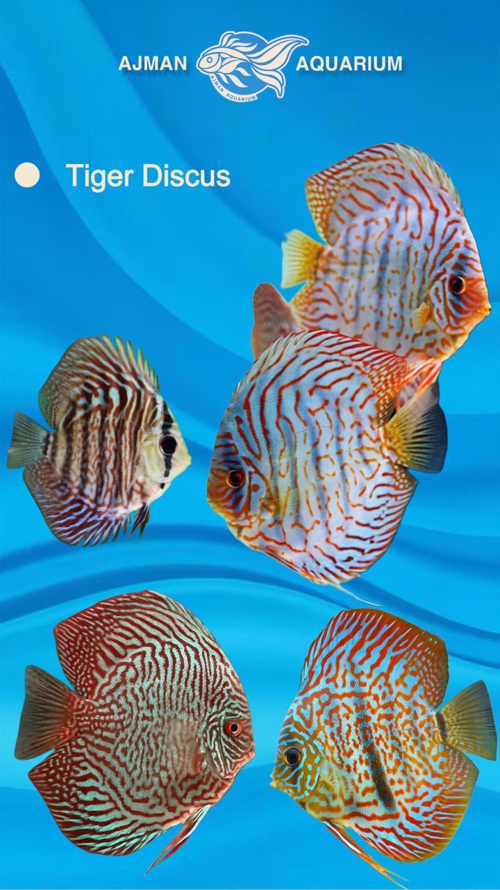 tiger discus