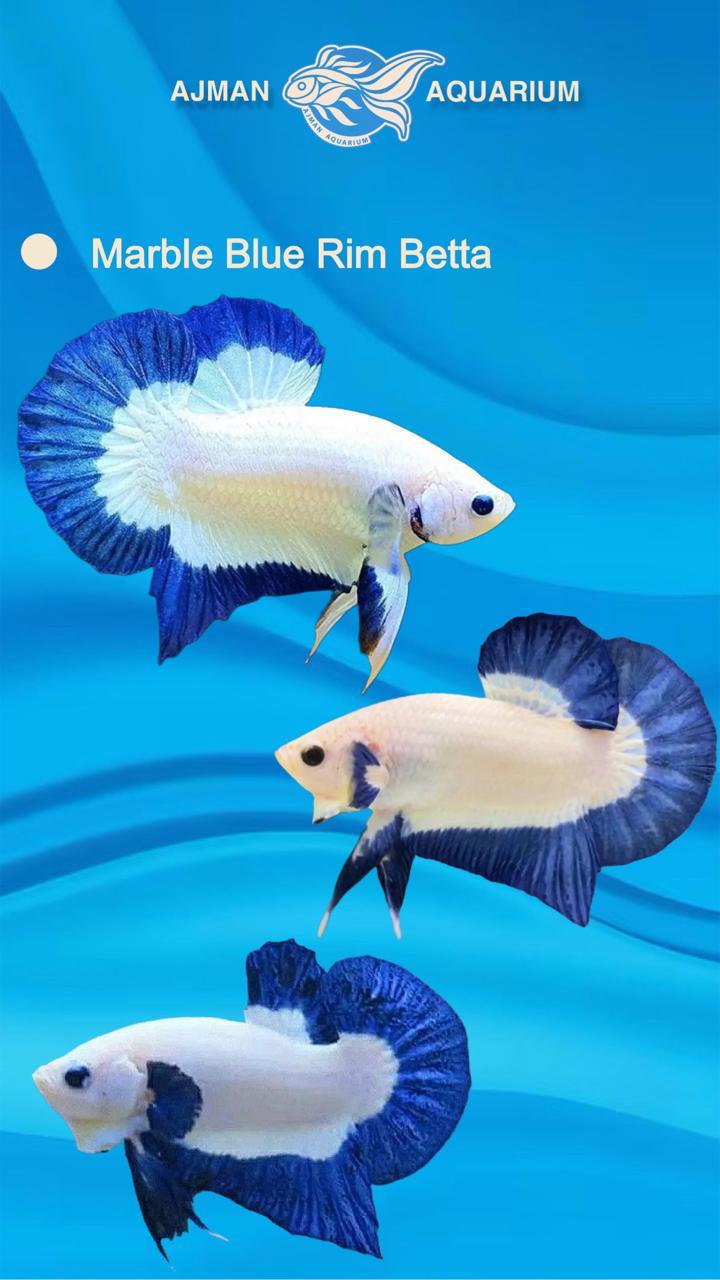 سمكة البيتا ذات الحافة الزرقاء الرخامية - XL