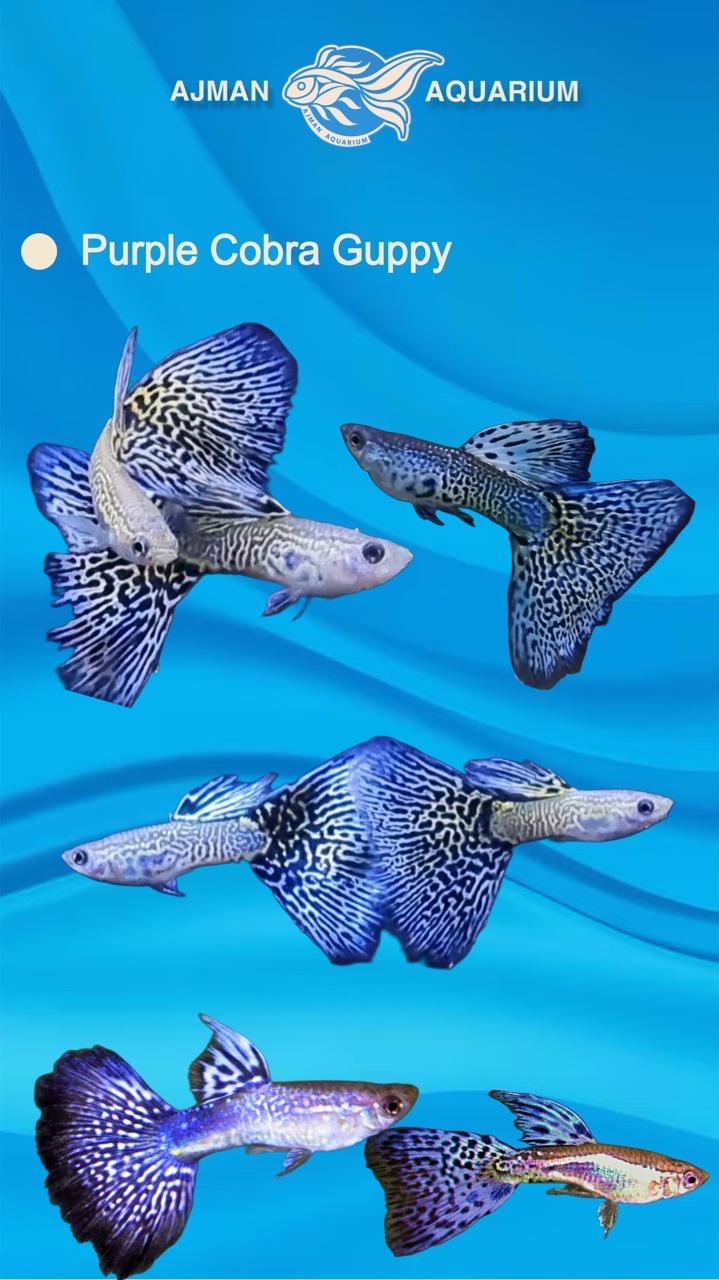 purple cobra guppy ( pair ) - regular size