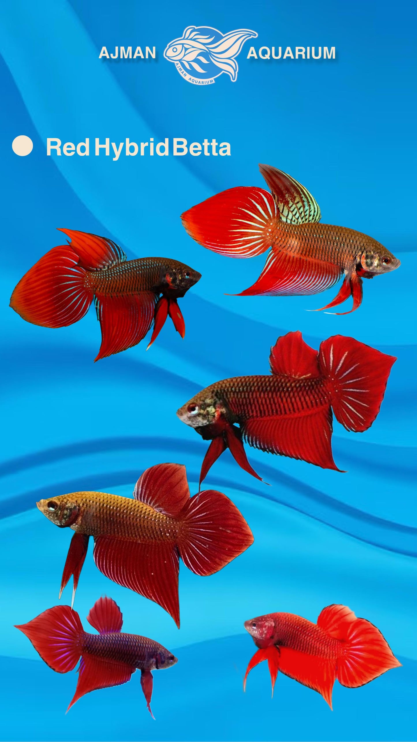 male red hybrid betta - regular size
