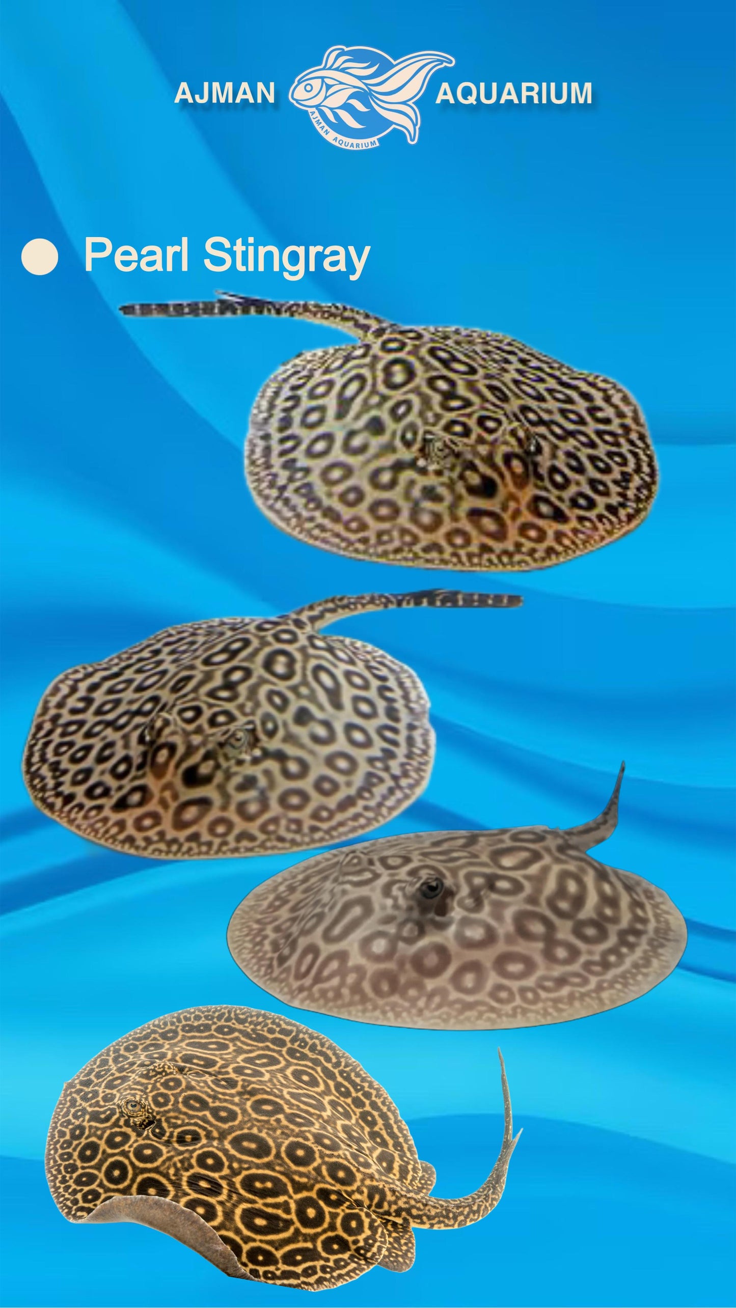 pearl stingray - 6 inch