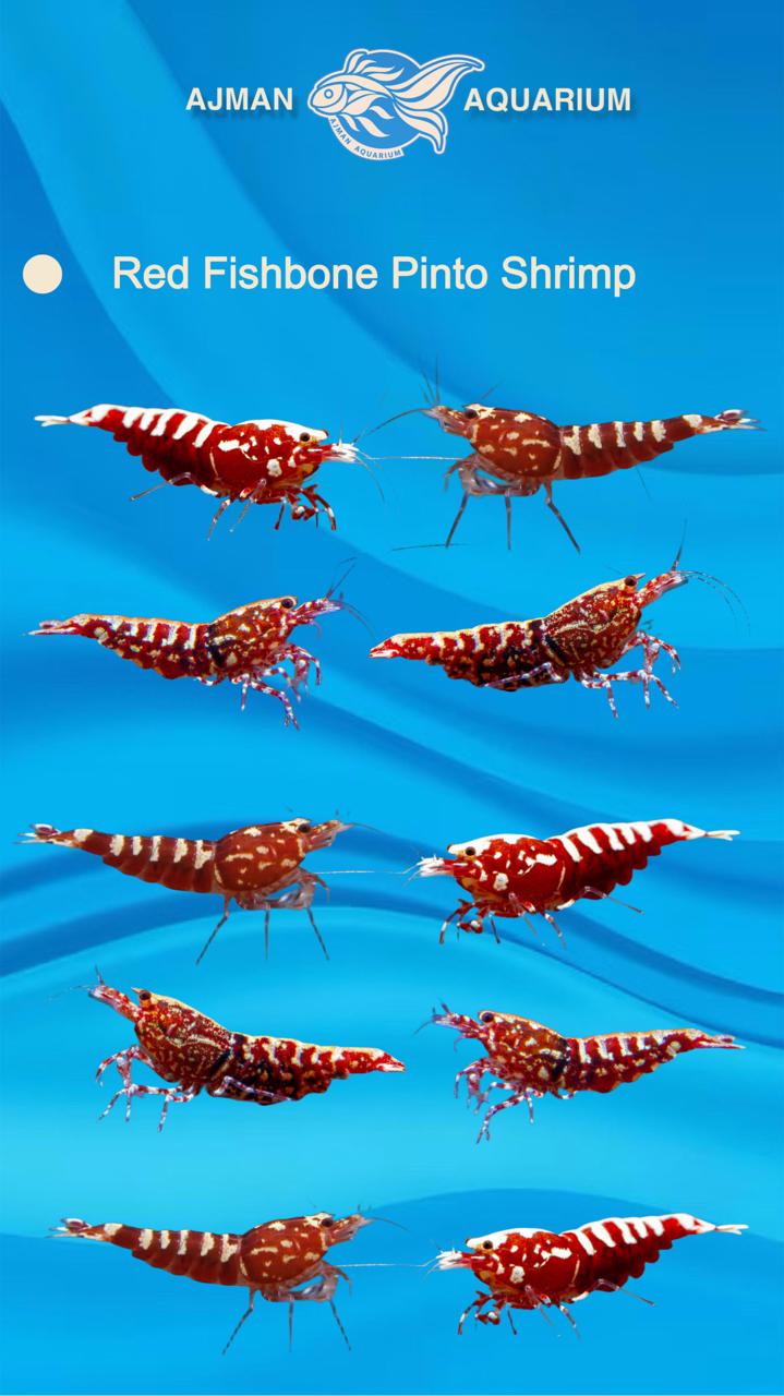 Red Fishbone Pinto Shrimp - 1 - 2 cm