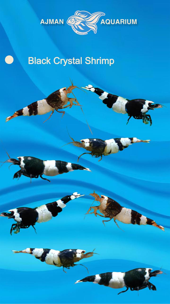 Black Crystal Shrimp - 1 - 2 cm